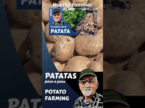 , title : 'EL CULTIVO DE LA PATATA, POTATO FARMING #shorts, #shortsyoutube'