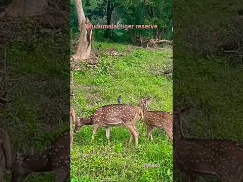 പുള്ളിമാൻ കൂട്ടം🥰