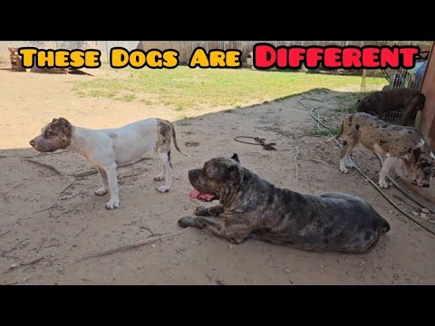 The "Americane da Presa" Is It The Right Dog For You