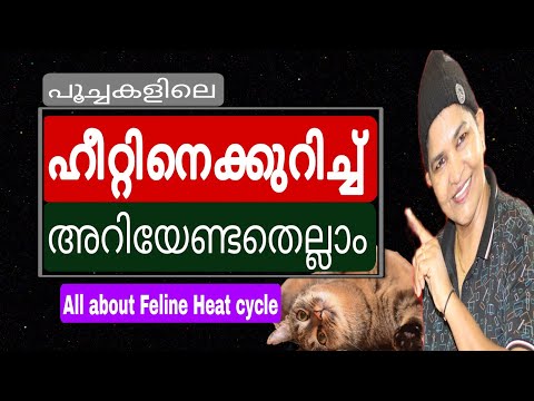 Awesome Facts On Breeding & Reproduction Of Cats | Feline Heat Cycle | Cat Owners | Nandaspets