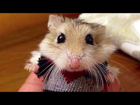 Funny Pet Videos of Household Pets Funny Pet Videos of Household Pets