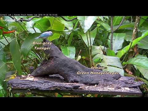 Video 2018 10 20 160251 Condensed  Variety of birds over a 30 min period on Panama Fruit Feeder edit