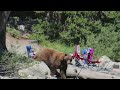 Bear crashes Sandra Endo's family vacation at Lake Mary in Mammoth