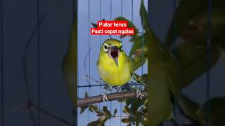 Download lagu masteran pleci gacor #plecigacor mp3