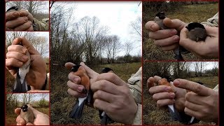Как поймать снегиря без манка