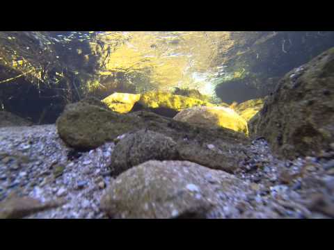 GoPro Underwater at Carrbrook Resevoir