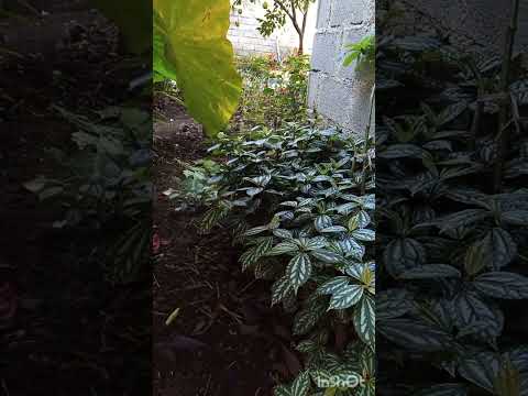 همه انسانها زیبایی ها را میپسندند اما آنکه زیبا فکر میکند مهم است.