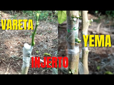 How to Graft a Lemon by Bud and Stick | Citrus Grafting