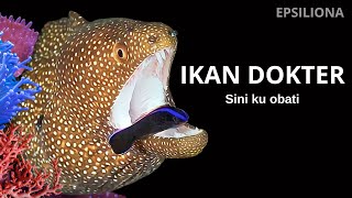 Download lagu Akulah dokter lautan | Ikan Dokter atau Labroides Dimidiatus mp3