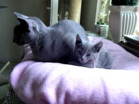 Blauwe Rus kittens 2010 - Vladimir-Nadesha