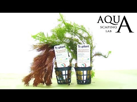Mastering Myriophyllum in Aquascaping