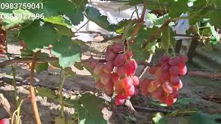 Автограф Калугіна ,Каліне ,Арарат та  Купець на нашому  винограднику.