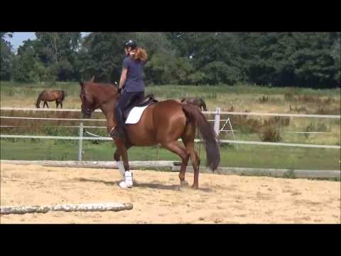 Bony 5j. St. v. Belissimo zu verkaufen