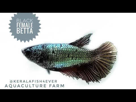 Black female betta /fighter fish, size: 1.5 inch