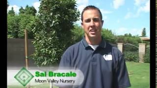 Moon Valley Nurseries shows you How to Stake a Tree