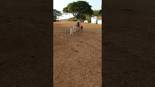 deu cria a 3 bezerros de uma vez