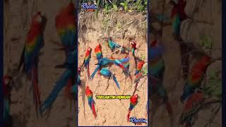 Download lagu Macaw birds are like turtle doves in Brazil mp3