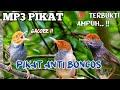 MP3 PIKAT Prenjak Kepala Merah Anti Boncos Paling Ampuh 2024