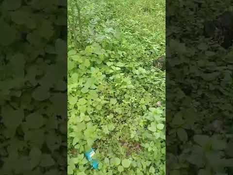 contendas do sincora Bahia