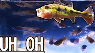 Crypto Video About Guppy Killing Other Fish