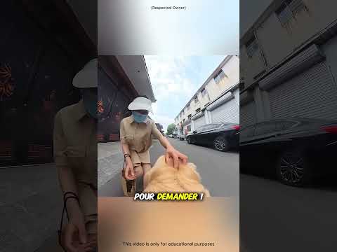 Récompense bien méritée ! 🐶🍦#shorts