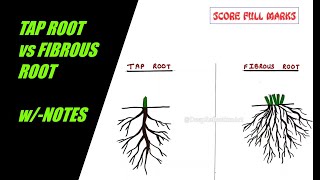 How to DRAW &amp; COLOR TAP ROOT  vs FIBROUS ROOT / COMPARISON / w/-NOTES/  EASY / SCIENCE/ Step by step