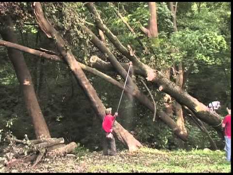 Storm Damage Tree Cutting and Cleanup - Stoltzfus Tree Service