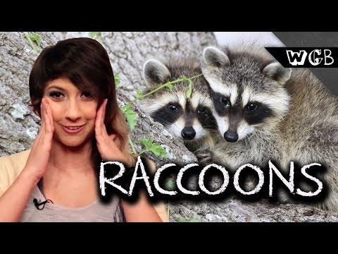 アライグマは、奇妙なグロス＆ビューティフルです (Raccoons Are Weird, Gross & Beautiful)