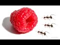 Ants Vs Raspberry Timelapse