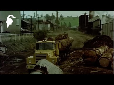 Timber Town (1972) | Life in Australia’s Karri Forests