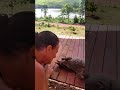 Pet Mongoose banded play time