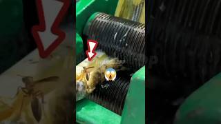 Download lagu AKHIR HIDUP  DARI LEBAH 😱😱😱 #shorts mp3