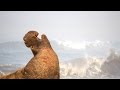 QUEST Dive With Elephant Seals