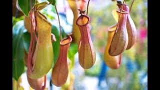 Most TOXIC Plants on Earth