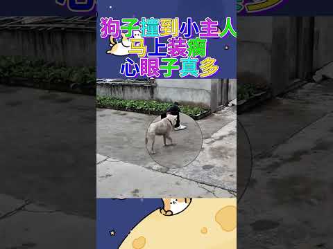 狗撞到小主人 馬上裝瘸 心眼子真多#萌寵 #修狗 #柯基 #邊牧 #搞笑視頻