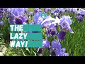 Beginner's Guide to Iris Plant Care | Lazy Gardener's Guide to Irises