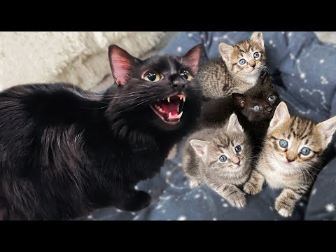 My Cat Is Jealous Of The Newborn Kittens *FREAK OUT!*