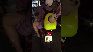 animales el perro en la mochila