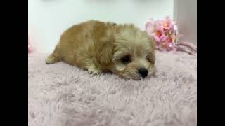 ハーフ犬の動画01