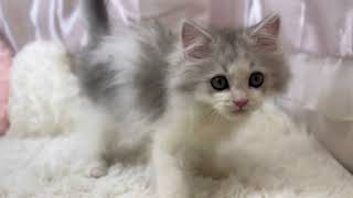 ラガマフィンの動画01