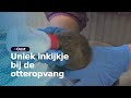 Baby-otters leren eten, drinken en zwemmen in de otteropvang | RTV Oost