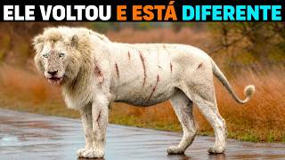 O rei M4T0U 4 irmãos do LEÃO BRANCO, 2 ANOS DEPOIS ELE VOLTOU