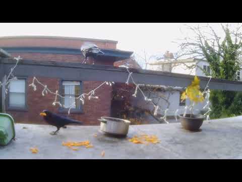 11 12 25 two crows choose between nacho cheese Doritos or classic Cheetos