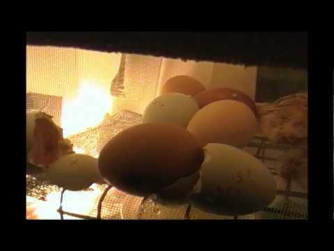 Chicks Pipping and Hatching PT1