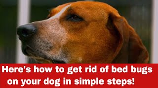 How to Get Rid of Bed Bugs on Your Dog [Detailed Guide]