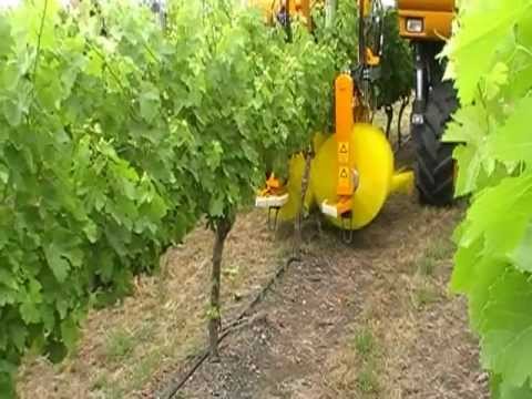 Pellenc Ekidna Shoot Remover in action