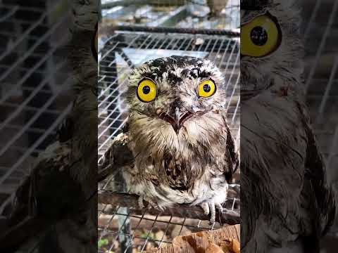 Ghost Bird 😱 of the amazon🌳....subscribe for more 👍