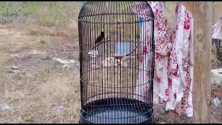 Download lagu Konin rasa Lovebird mp3