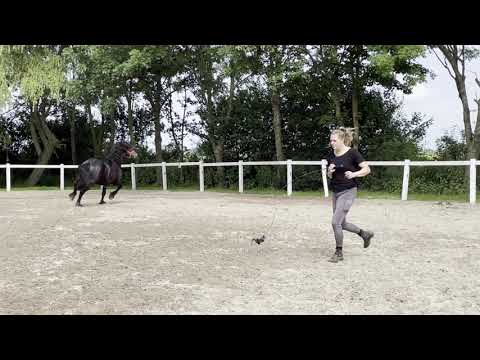 Stal Okkema's Hoite - Tsjalle x Tsjalke - stallion - 2018 - 1.61m