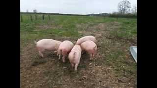 preview picture of video 'Rare Breed Pigs at Somerset Farm Traditional Breeds Enjoying Local Ice Cream (2)'